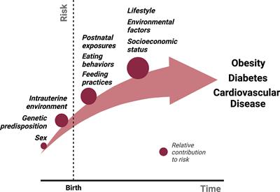 The metabolic conditioning of obesity: A review of the pathogenesis of obesity and the epigenetic pathways that “program” obesity from conception